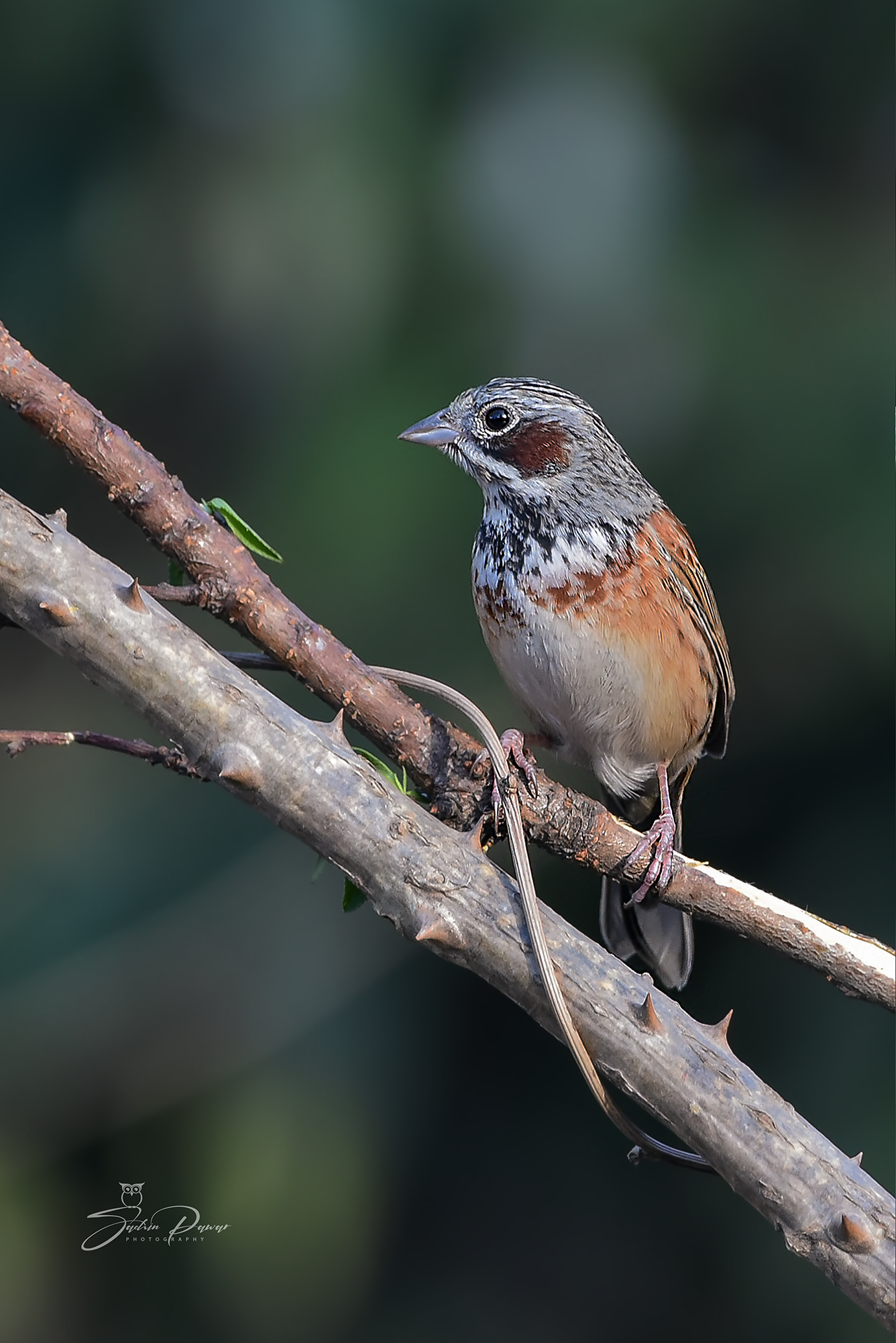 Chestnut-eared Bunting